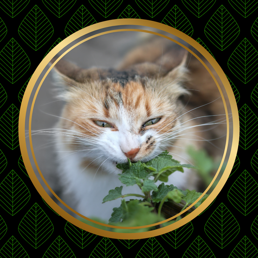 Catnip