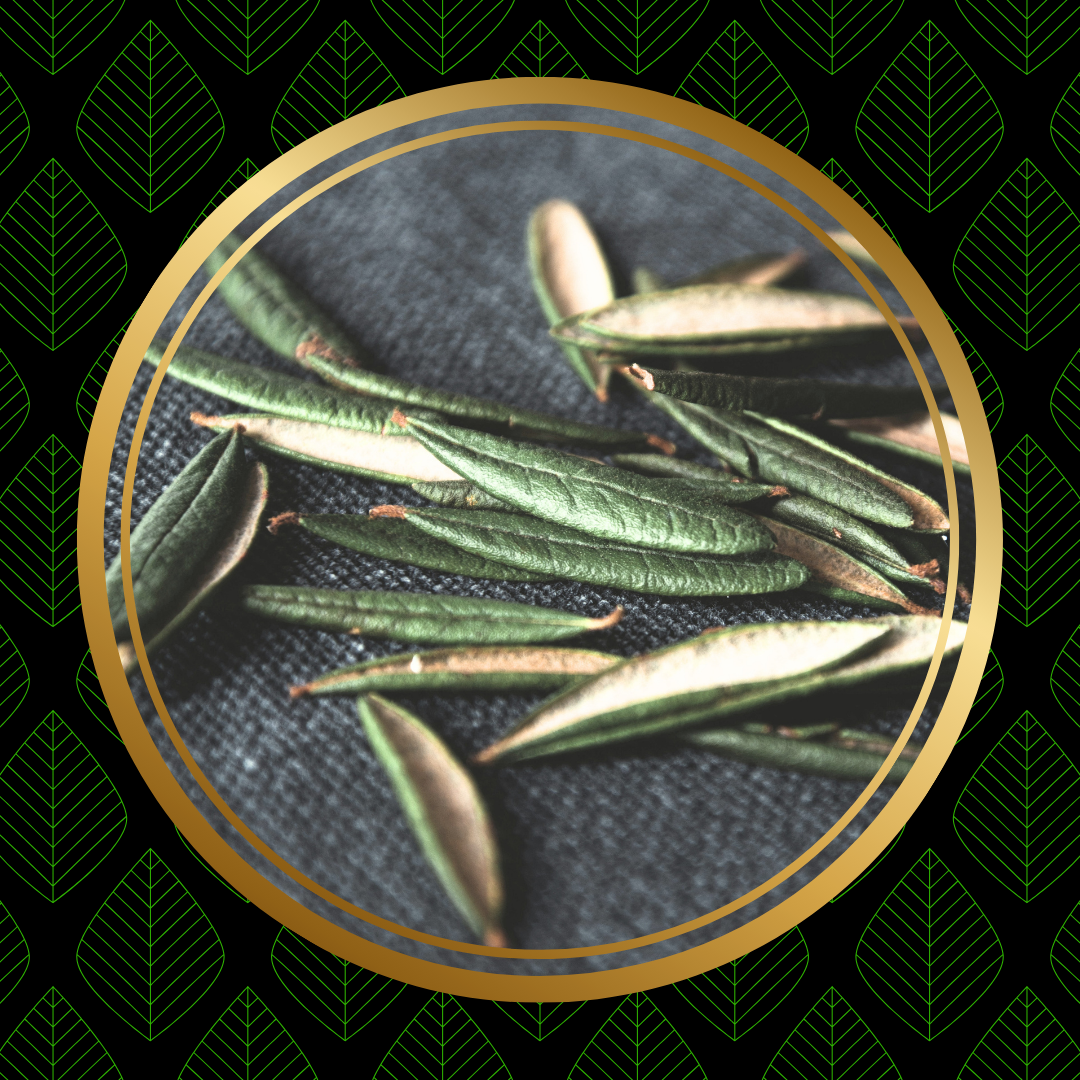 Labrador Tea