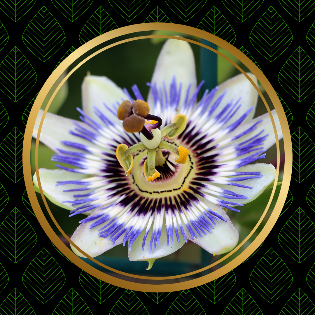 Passiflore