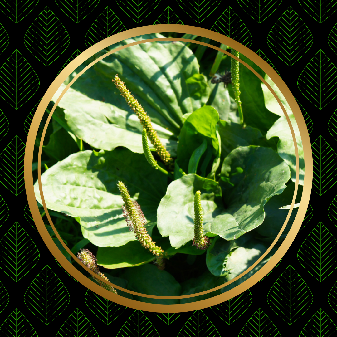 Plantain Lancéolé