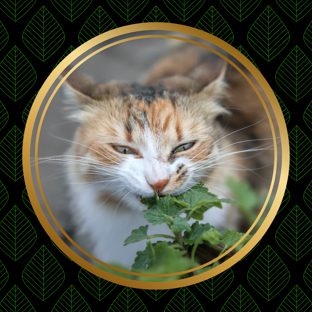Cataire