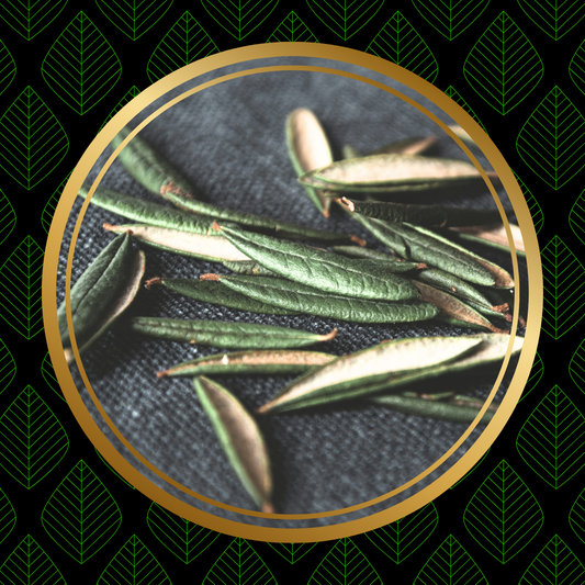 Labrador Tea