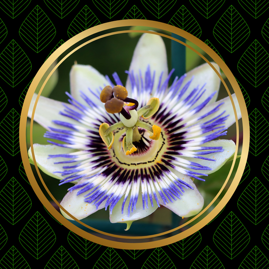 Passionflower