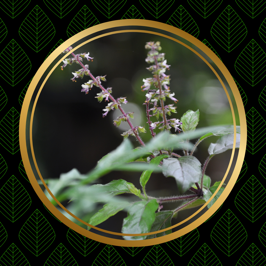 Tulsi - Holy Basil Rama