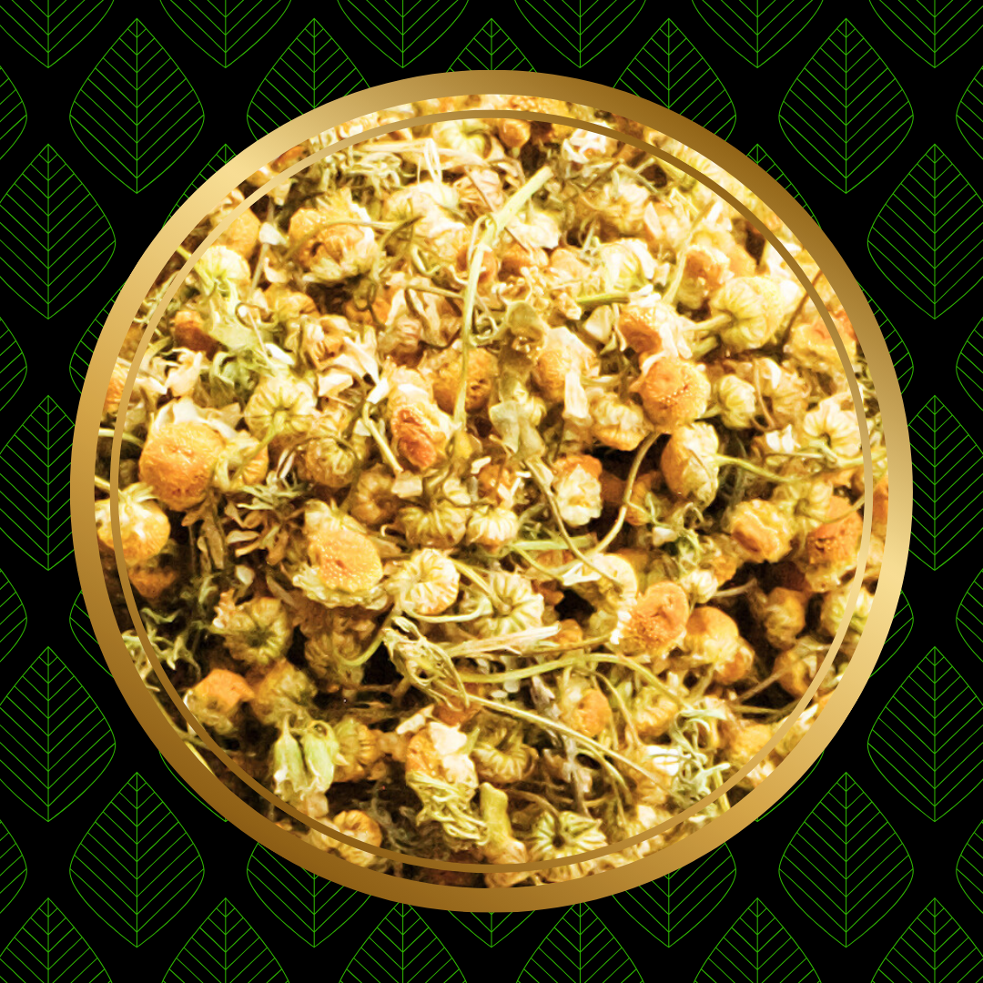 Egyptian Camomile