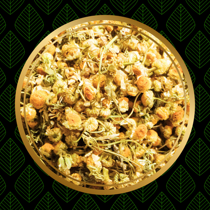 Camomille Égyptienne