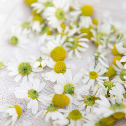 Camomille Égyptienne